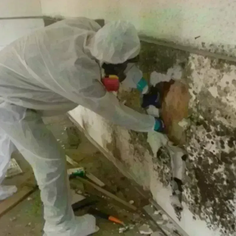 Mold Remediation and Removal in South Bound Brook, NJ